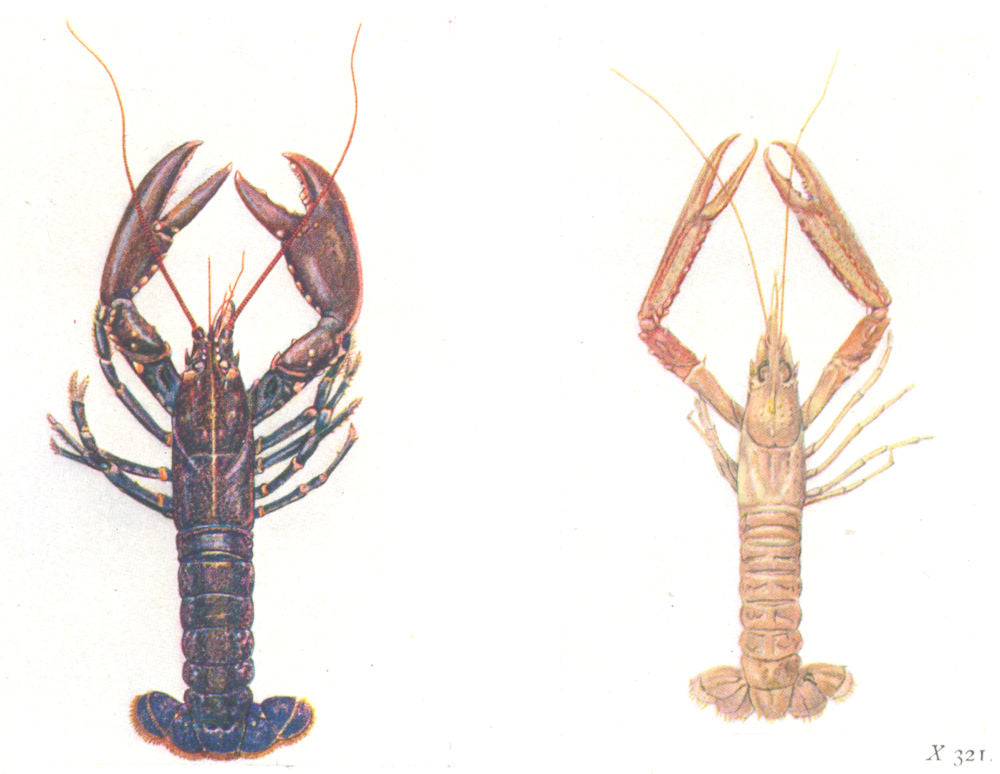NORWAY. Common Lobster (Homarus vulgaris) ;  (Nephrops norvegicus)  1936 print